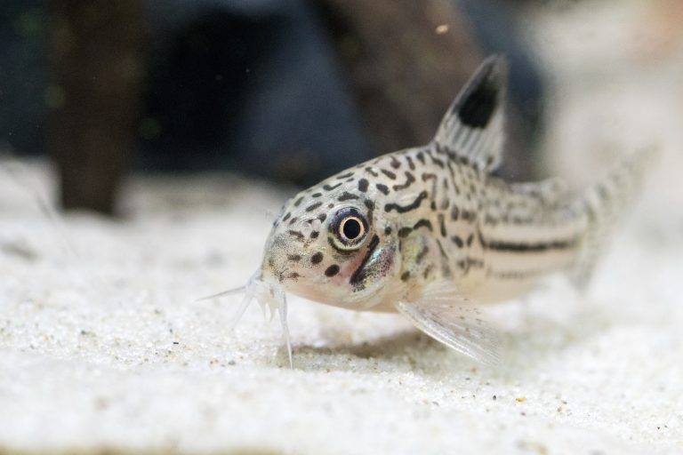 Corydoras Taxonomy Shake Up The List Of Species Tropical Fish