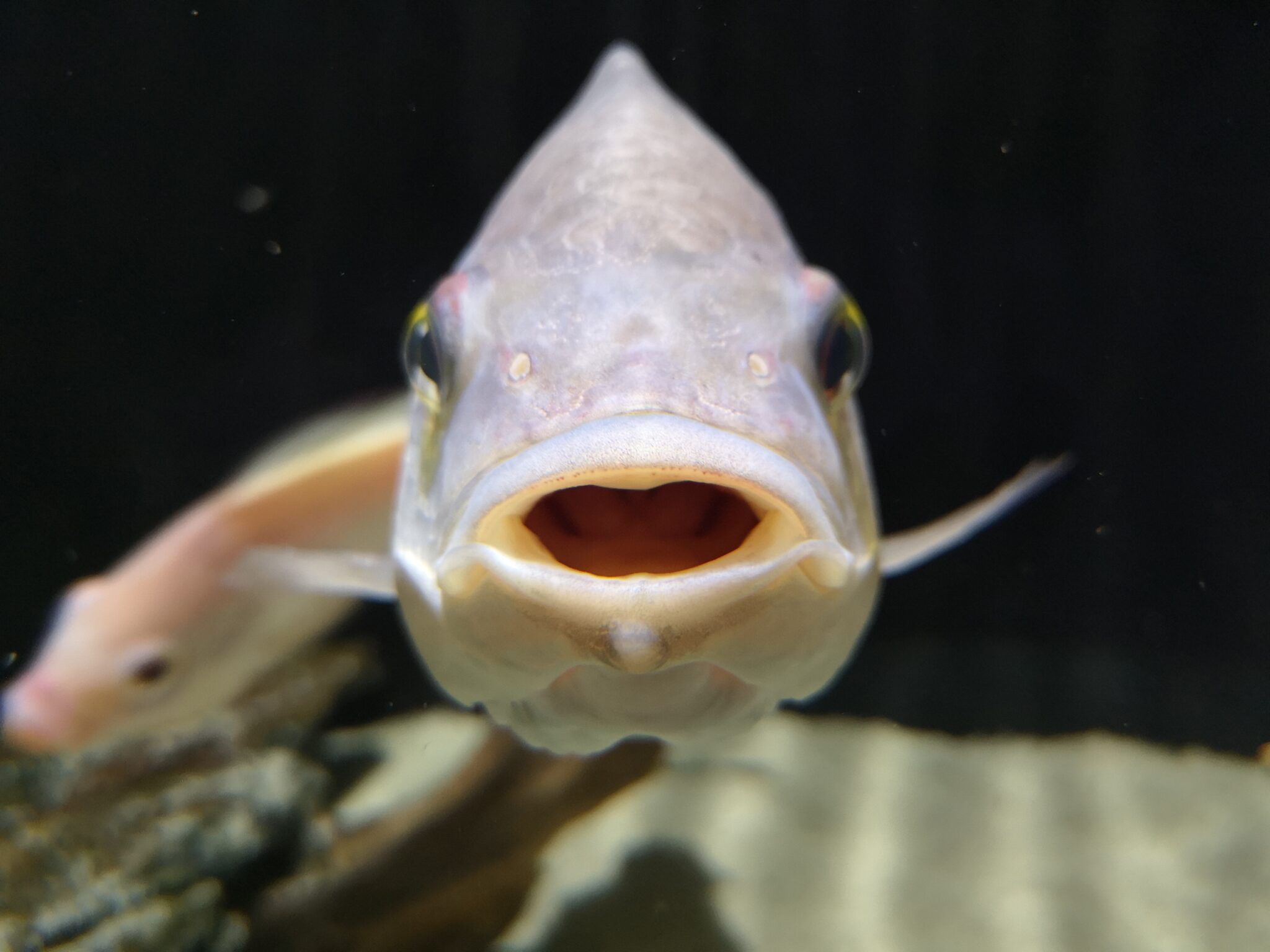 10 Fish Keeping 'Facts' That Are Pure Myth.