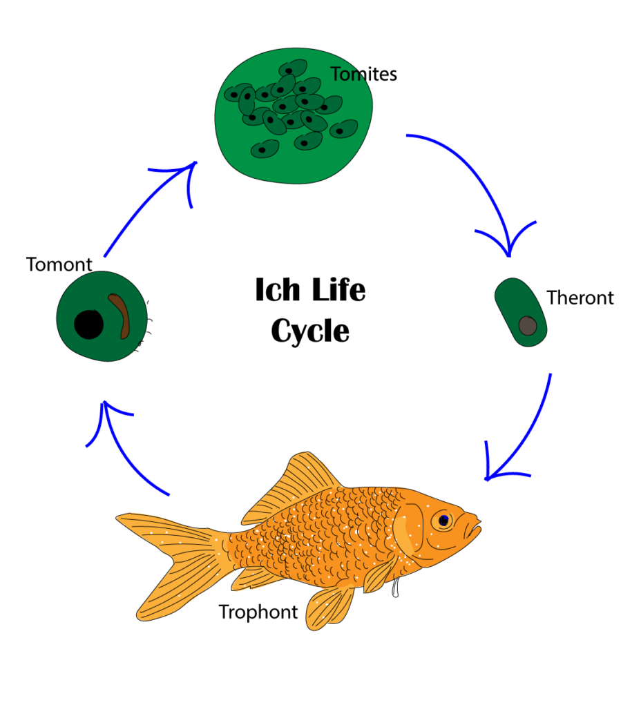 Ichthyophthirius Multifilis Tropical Fish Keeping UK