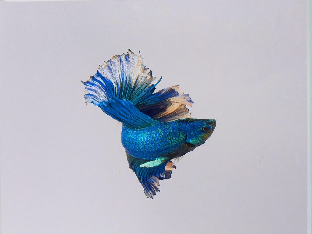 Betta fish