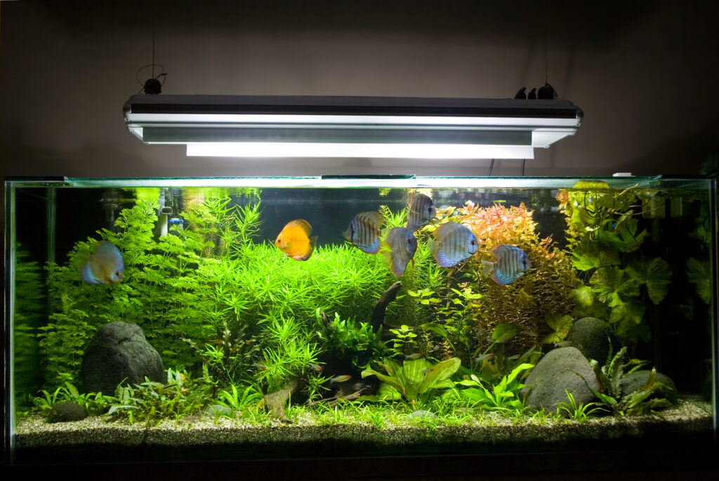 A beautiful planted tropical freshwater aquarium with Discus Fish.