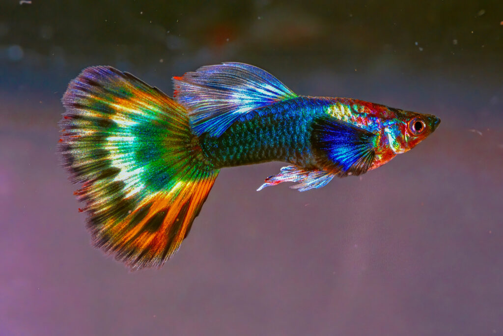 Brightly coloured Guppy