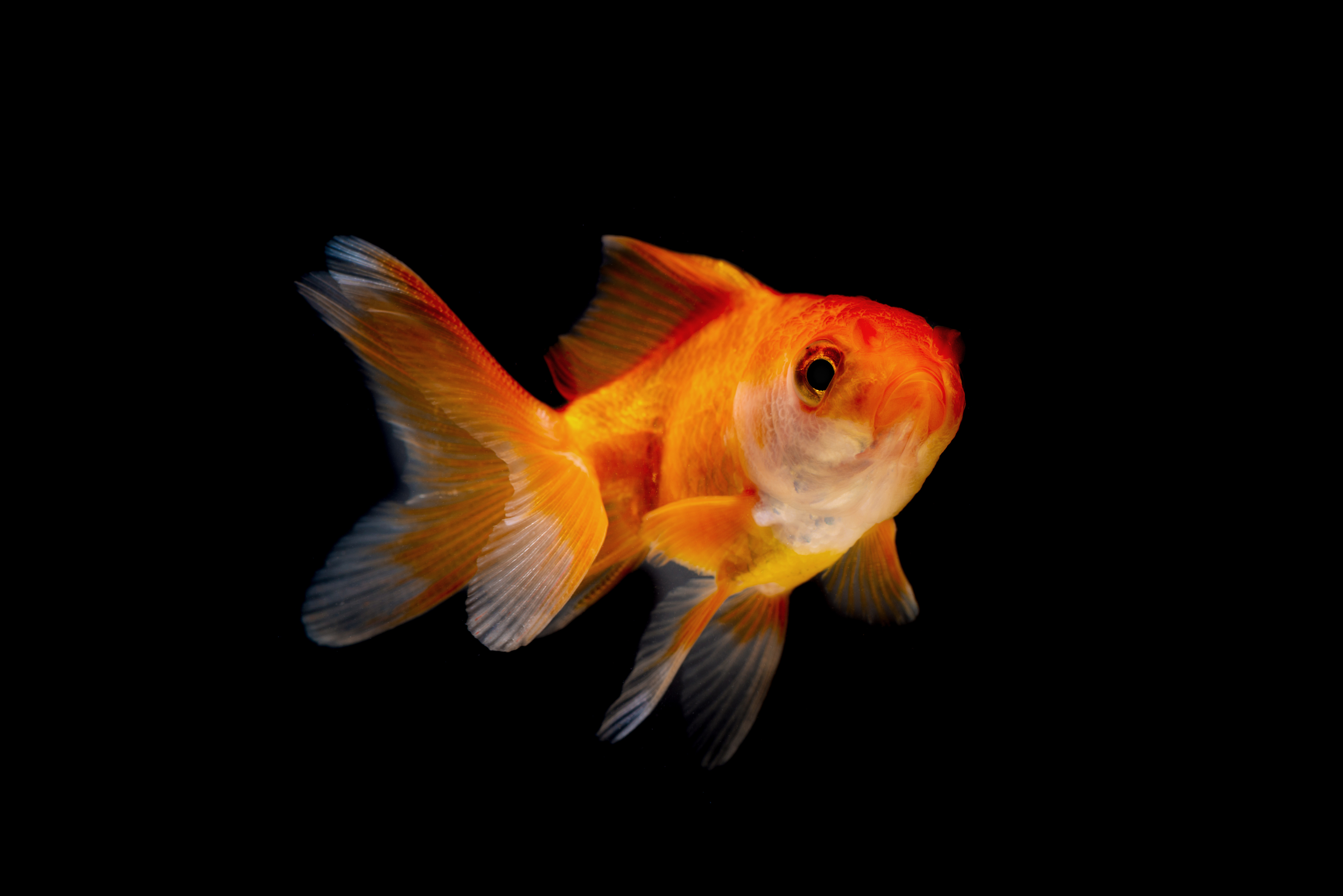 A goldfish partly turned towards the camera on a black background. It seems to be looking directly into the camera lense.
