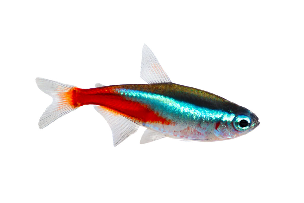Neon Terta on white background