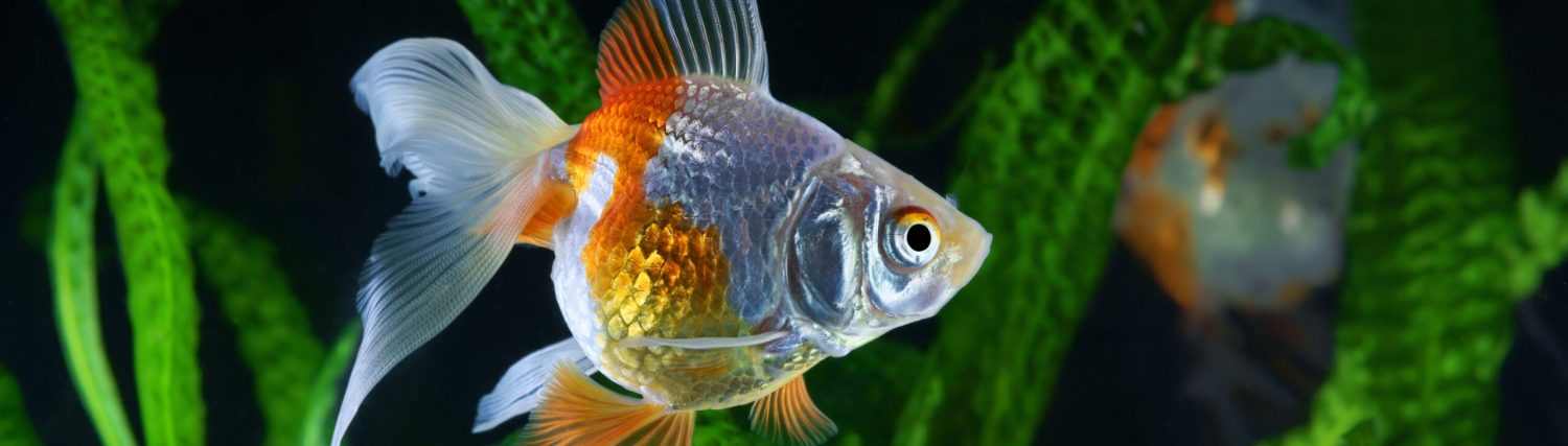 Tropical Fish Keeping UK
