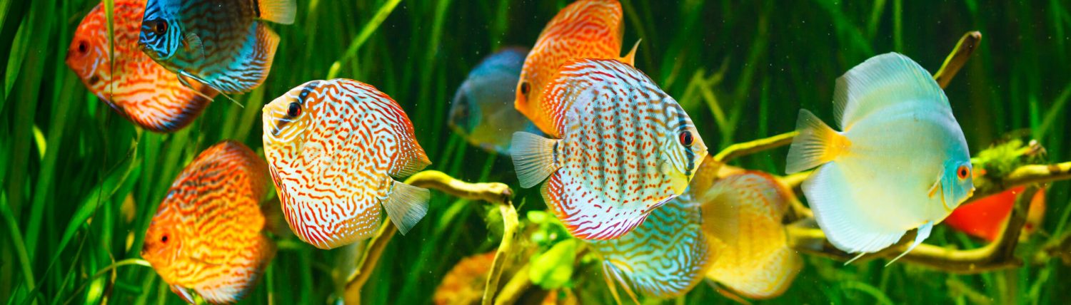 Tropical Fish Keeping UK