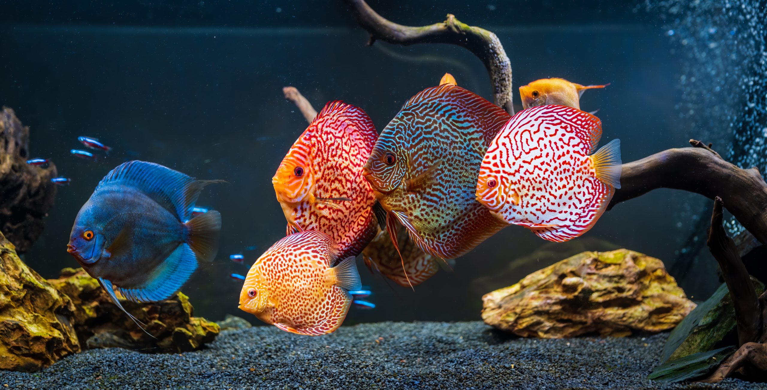 How do I stop my tank from overheating in hot weather? - Tropical Fish ... - Overheating A Goldfish Tank In The Summer