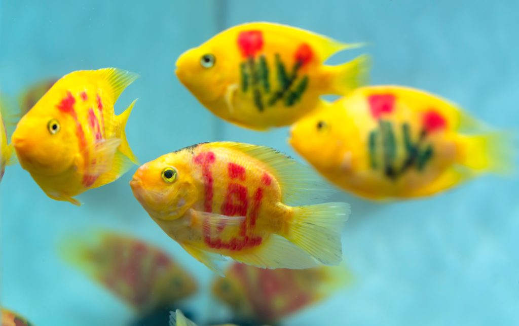 Blood parrot ciclids, dyed yellow with tatooed marks across their bodies swimming in a group.