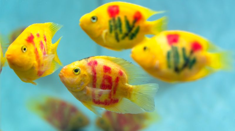 Blood parrot ciclids, dyed yellow with tatooed marks across their bodies swimming in a group.