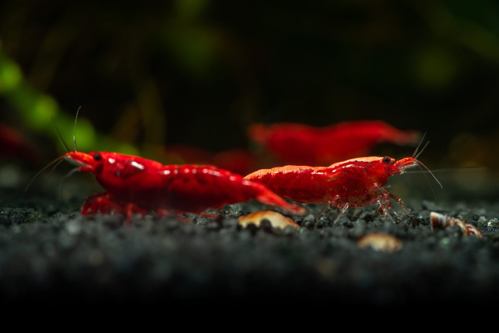 Two red cherry shrimp in an aquarium