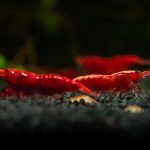 Two red cherry shrimp in an aquarium
