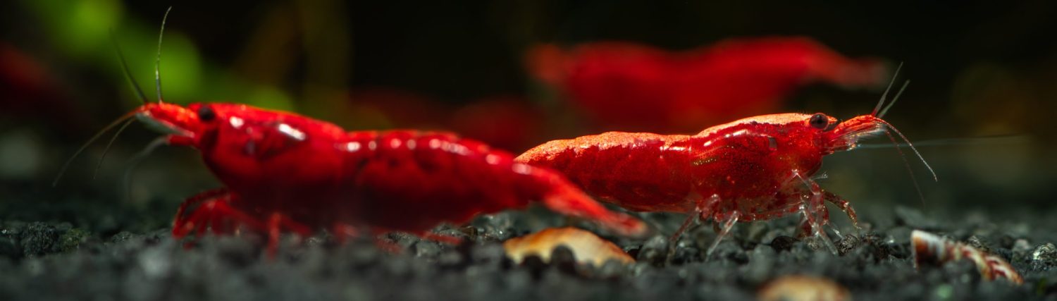 Tropical Fish Keeping UK