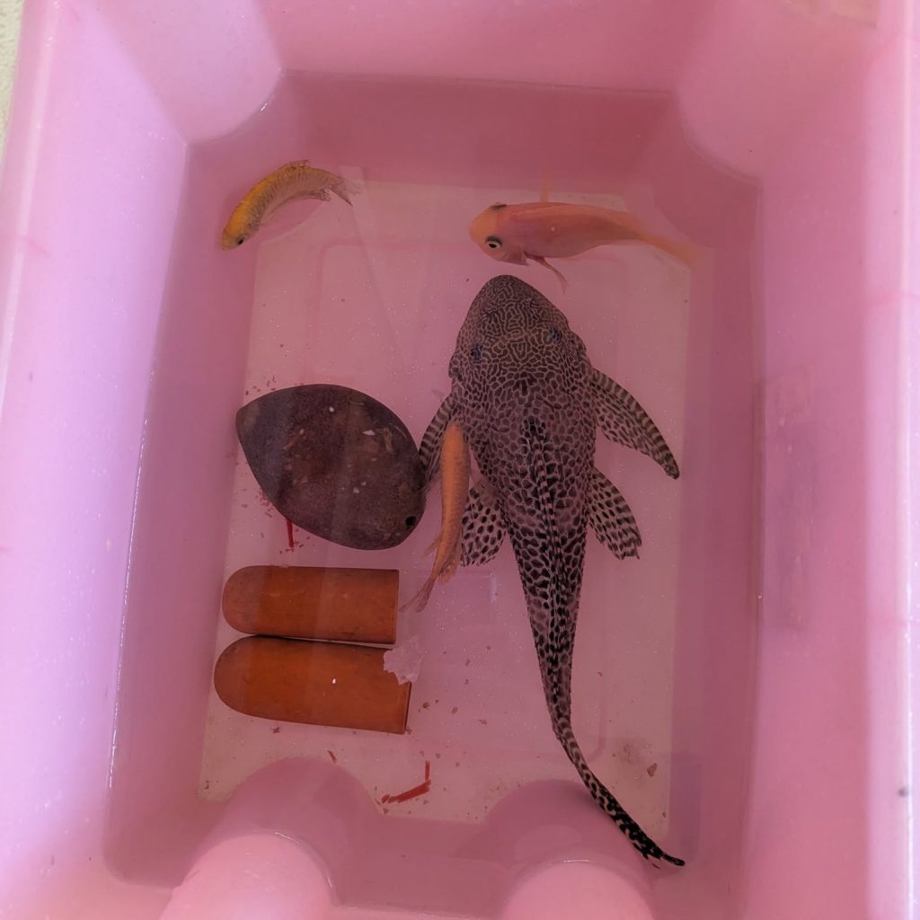 A large plec, two gourami and a blood parrot in a polystrene box. There are also 2 terrecotta caves and a coconut cave.