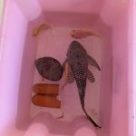 A large plec, two gourami and a blood parrot in a polystrene box. There are also 2 terrecotta caves and a coconut cave.