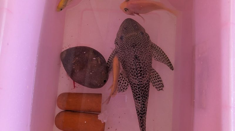 A large plec, two gourami and a blood parrot in a polystrene box. There are also 2 terrecotta caves and a coconut cave.